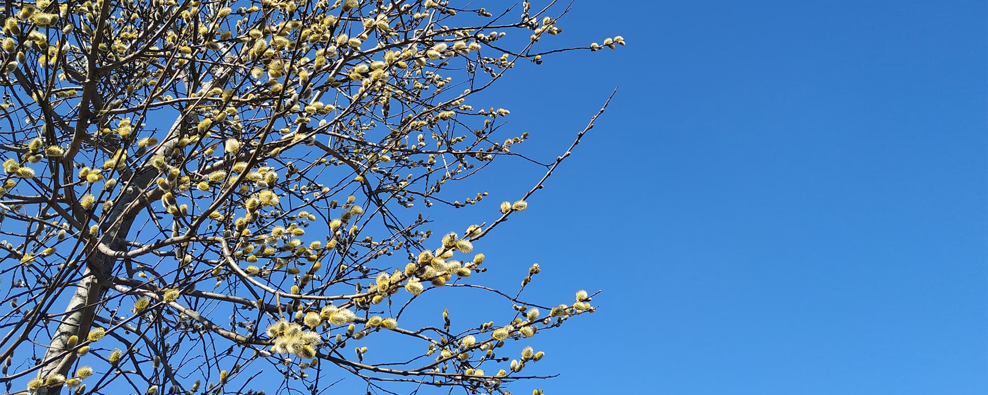 Лесная Поляна — <br>это небо, солнце и свежий воздух